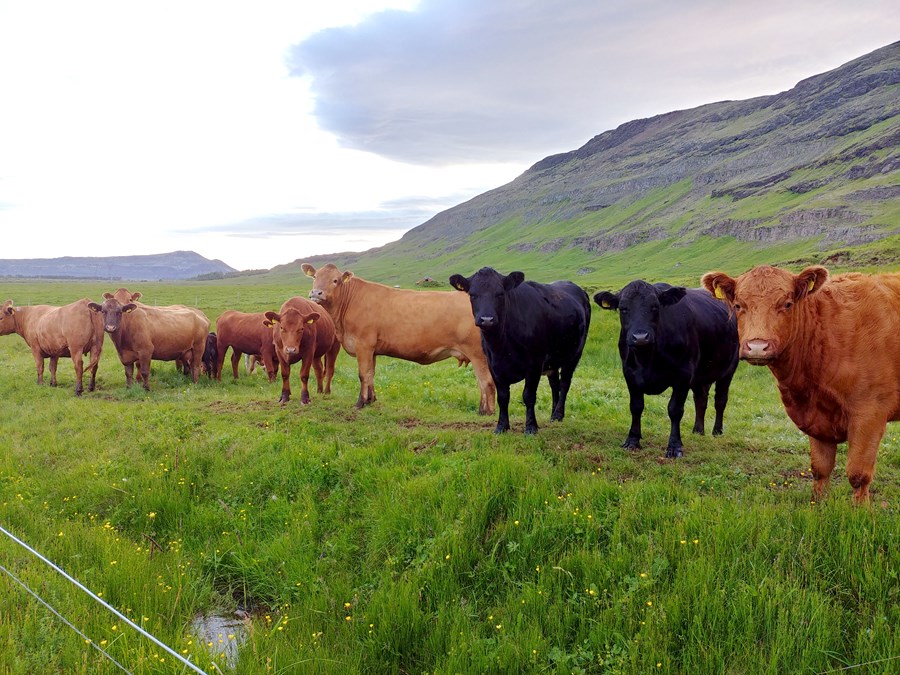 Þegar kemur að sæðingu borga rólegheitin sig. Kýrnar þarf að reka saman í rólegheitum, þær þurfa að þekkja sæðingamanninn á rólegheitum sínum og helst á allt að fara fram eins og í góðri messu, hægt og hljótt.