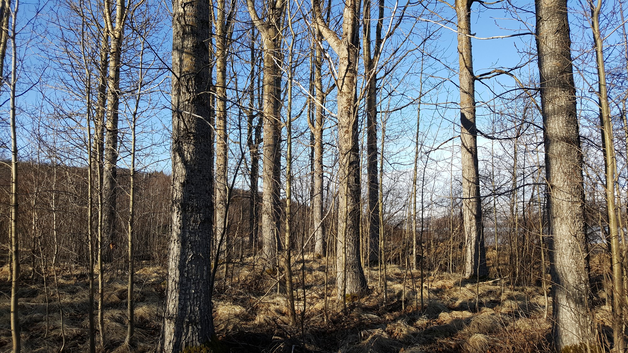 Lifandi náttúru fórnað!
