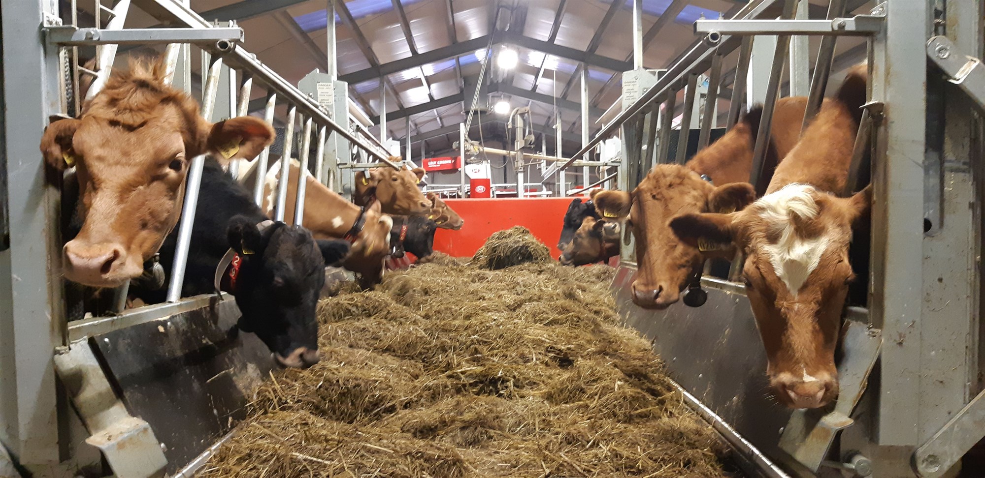 Eitt fjós eftir á landinu með vélfötukerfi