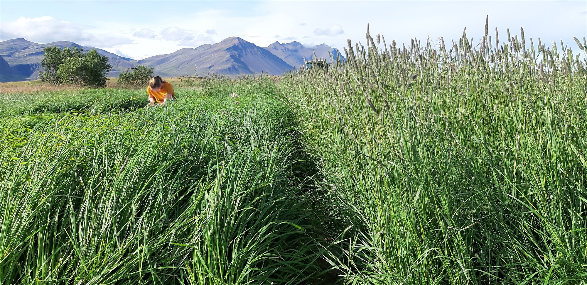 Uppskera og ending eftirsóttra túngrasa fyrir kúabú