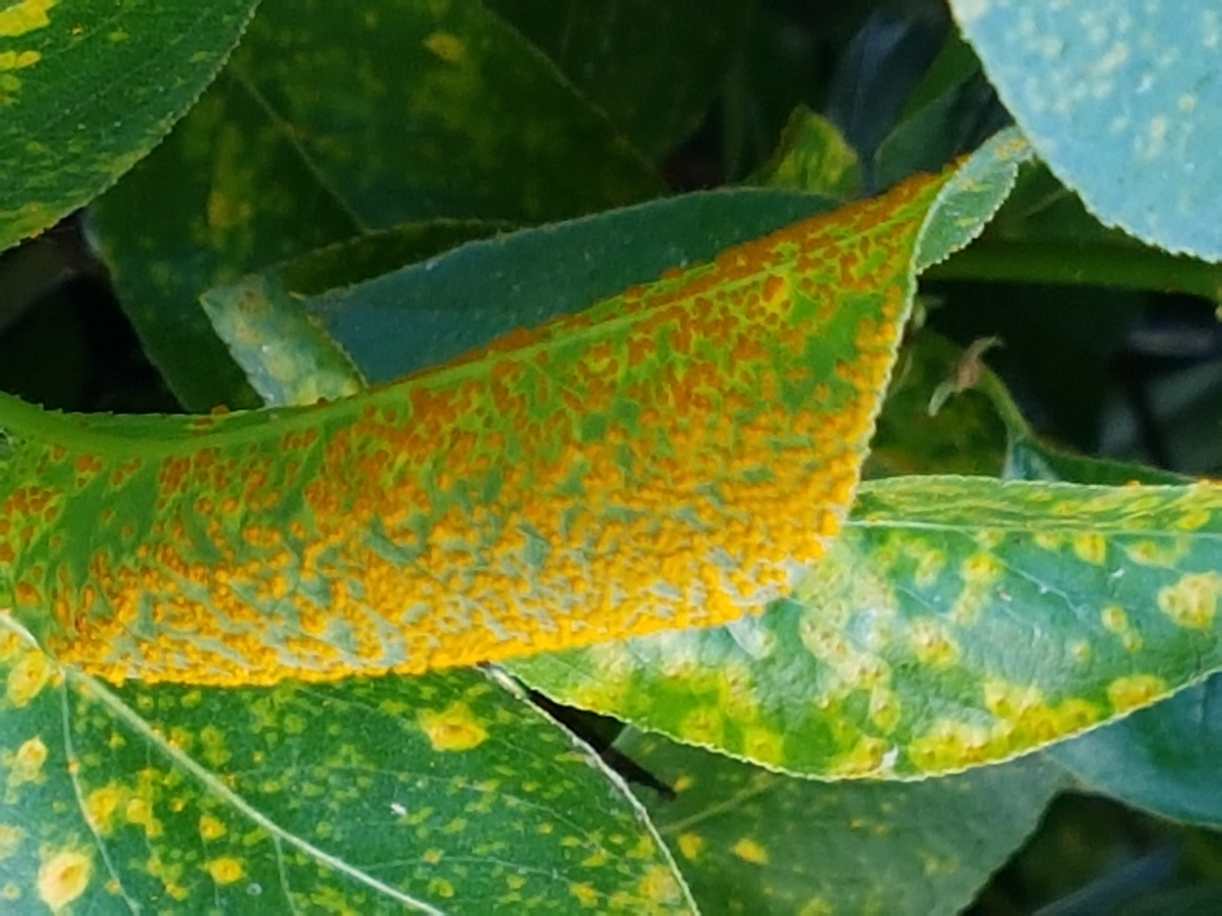 Ryðsveppir og áburður að hausti