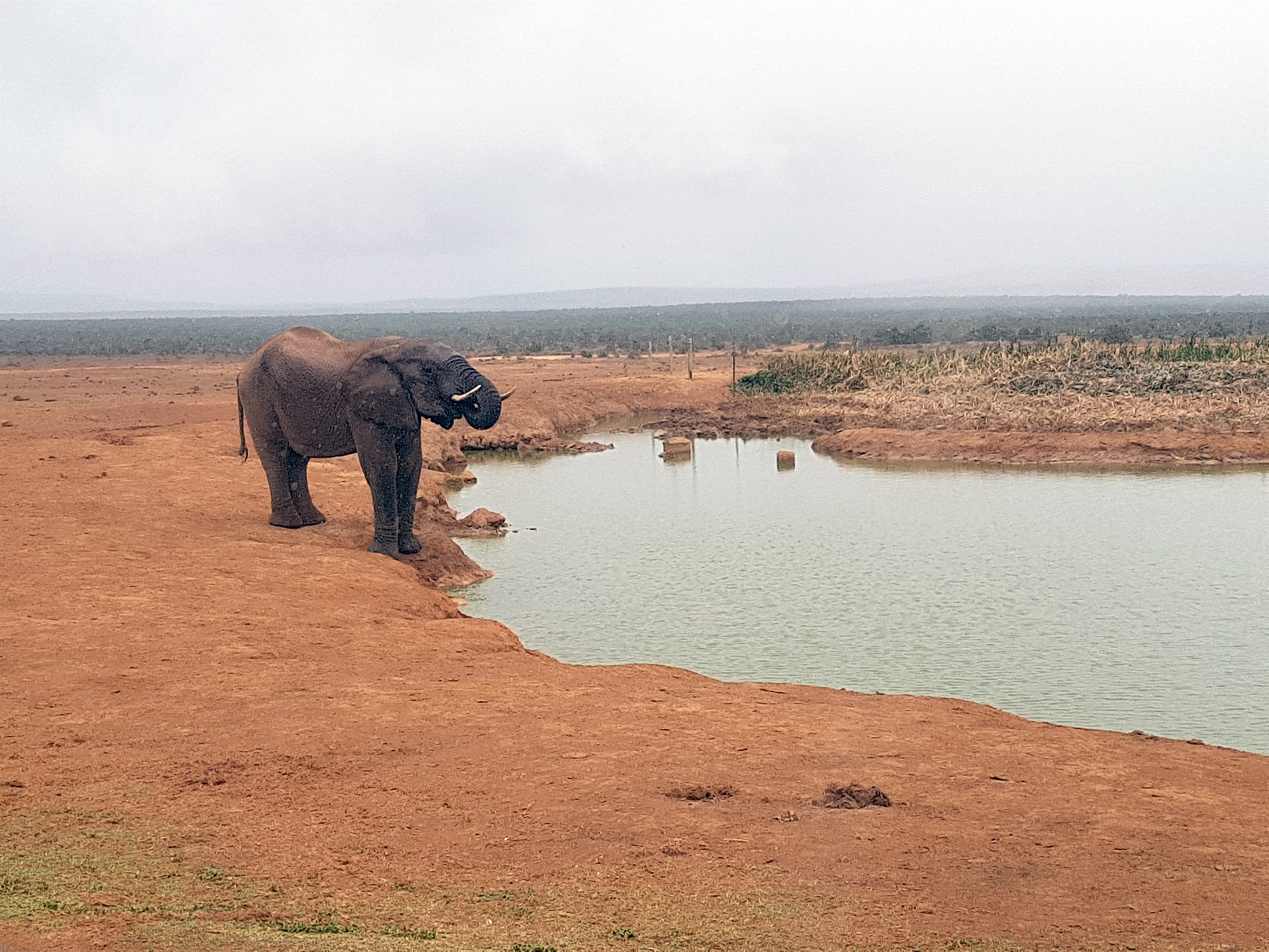 Eiturmyndandi bakteríur í vatnsbólum