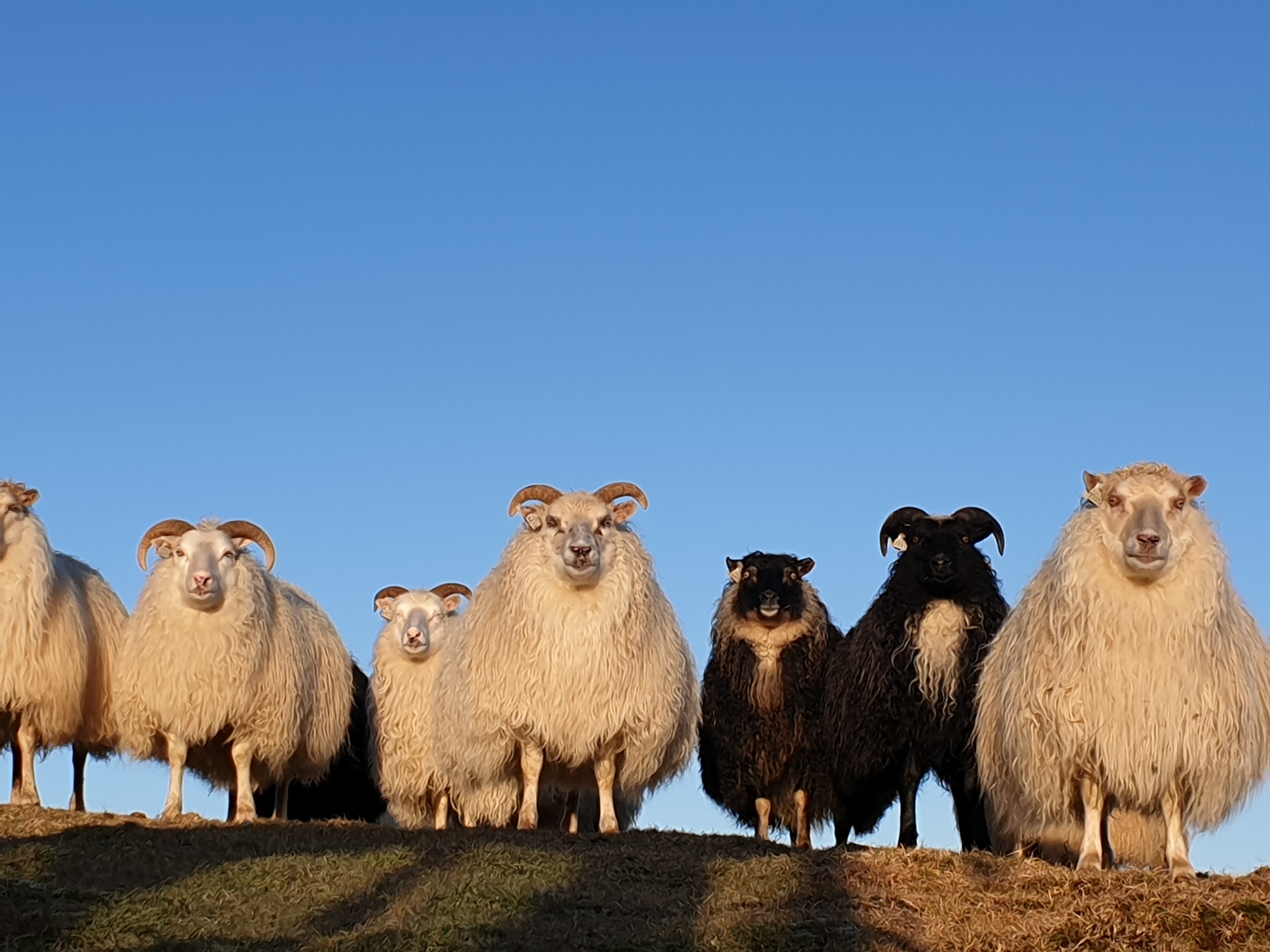 Aðfanganotkun landbúnaðarins 40,8 milljarðar