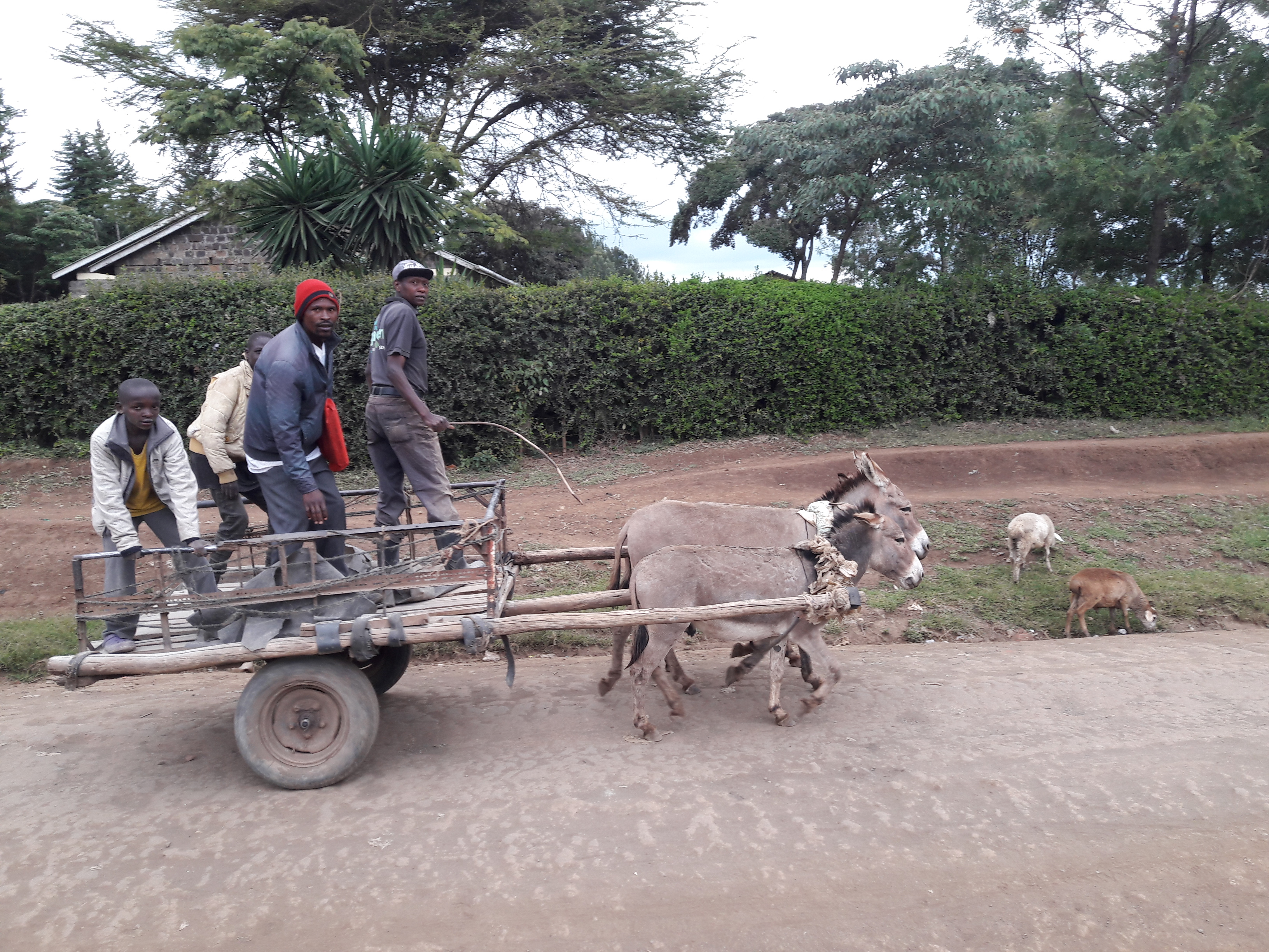 Ösnum stolið í stórum stíl