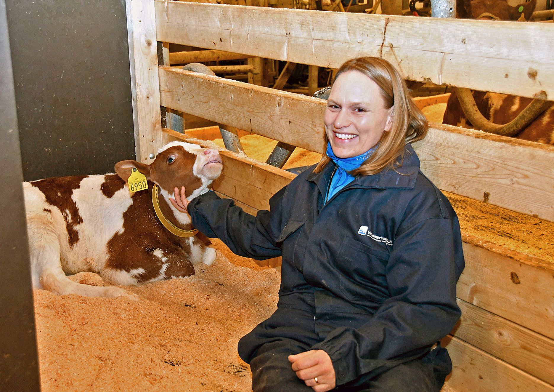 Prófun á „SmartCalfCare“ kálfa-kúa-stíu lofar góðu