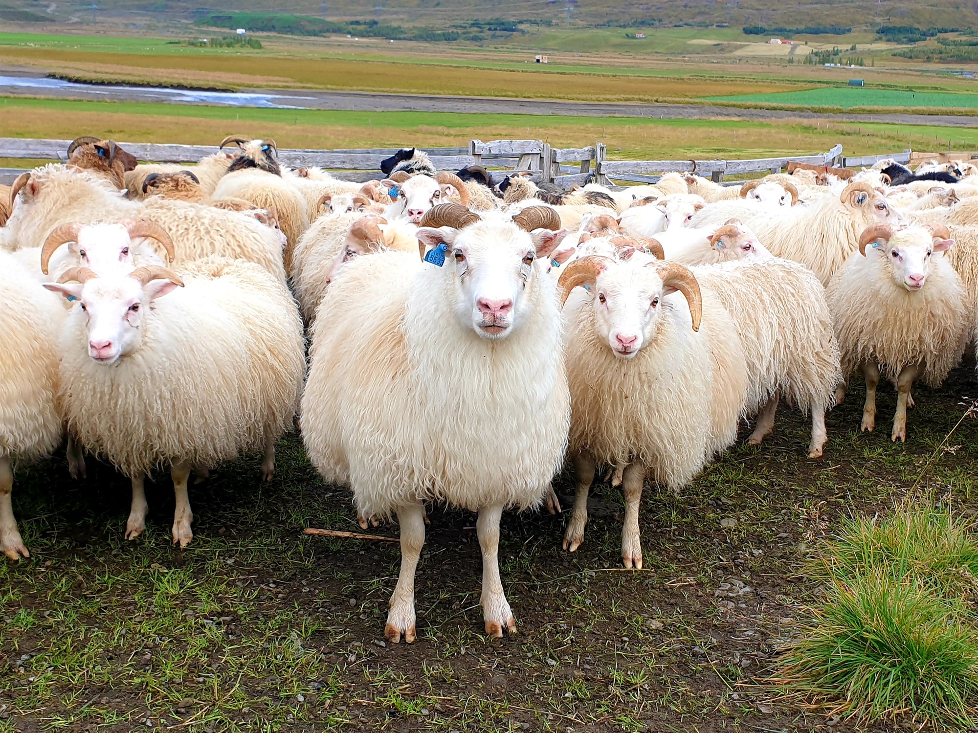 Sauðfjárbændum hefur fækkað um ríflega þriðjung á 40 árum