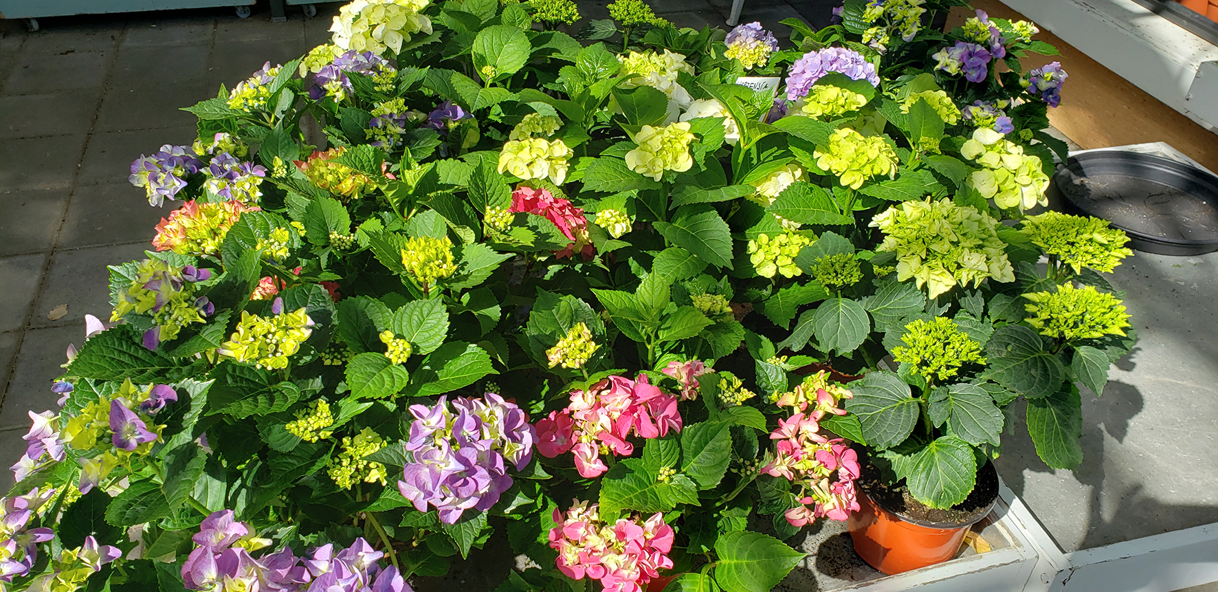 Tími hortensíunnar er runninn upp