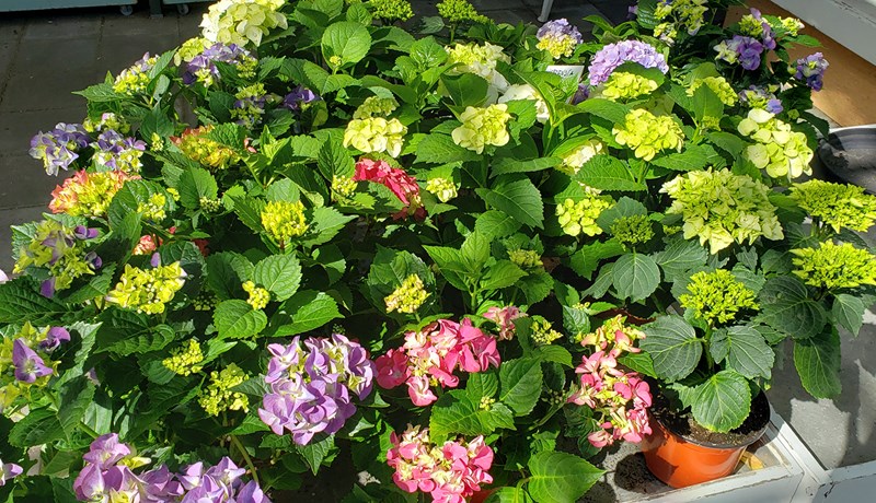 Tími hortensíunnar er runninn upp