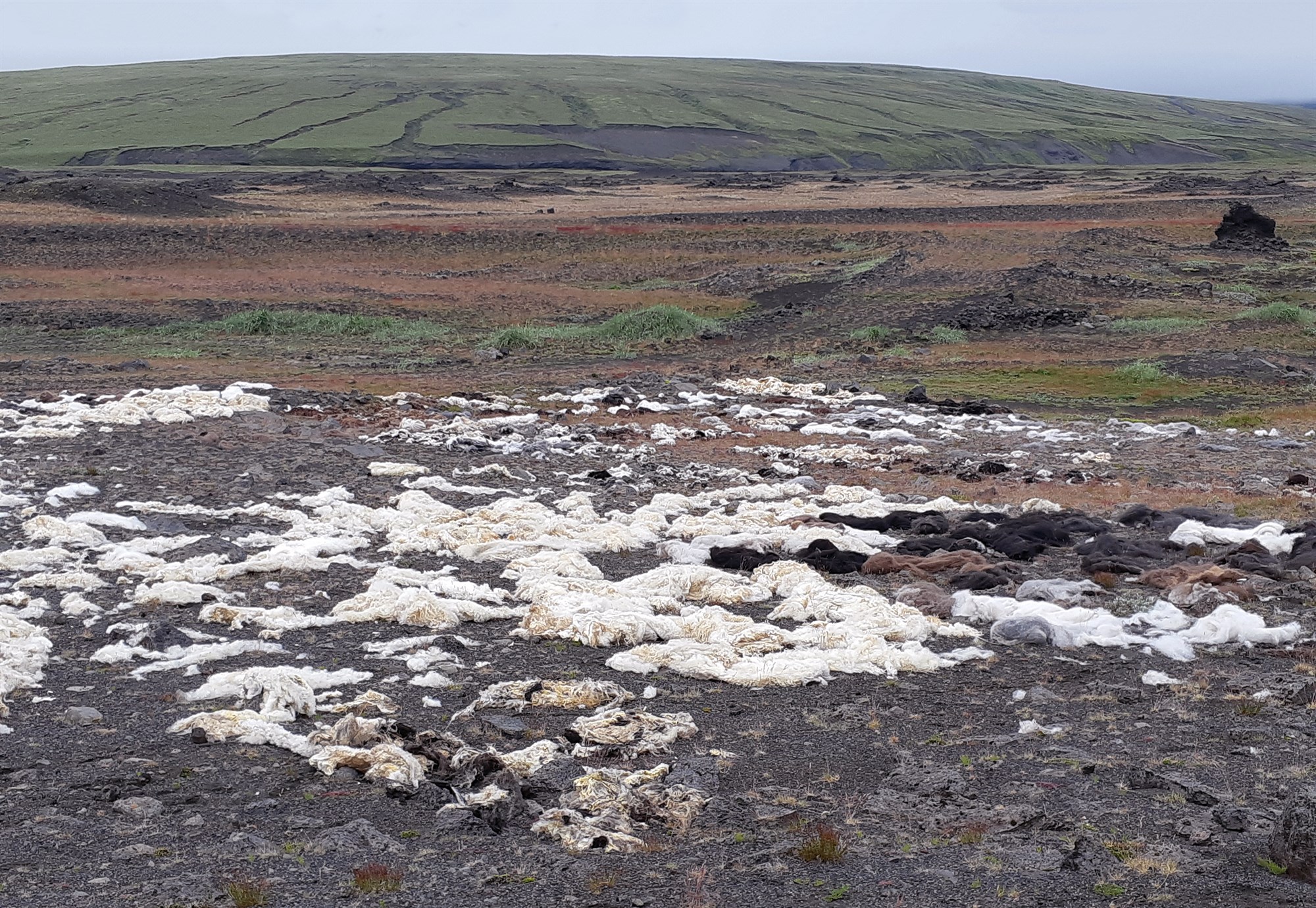 Ull úr Uppspuna notuð til landgræðslu