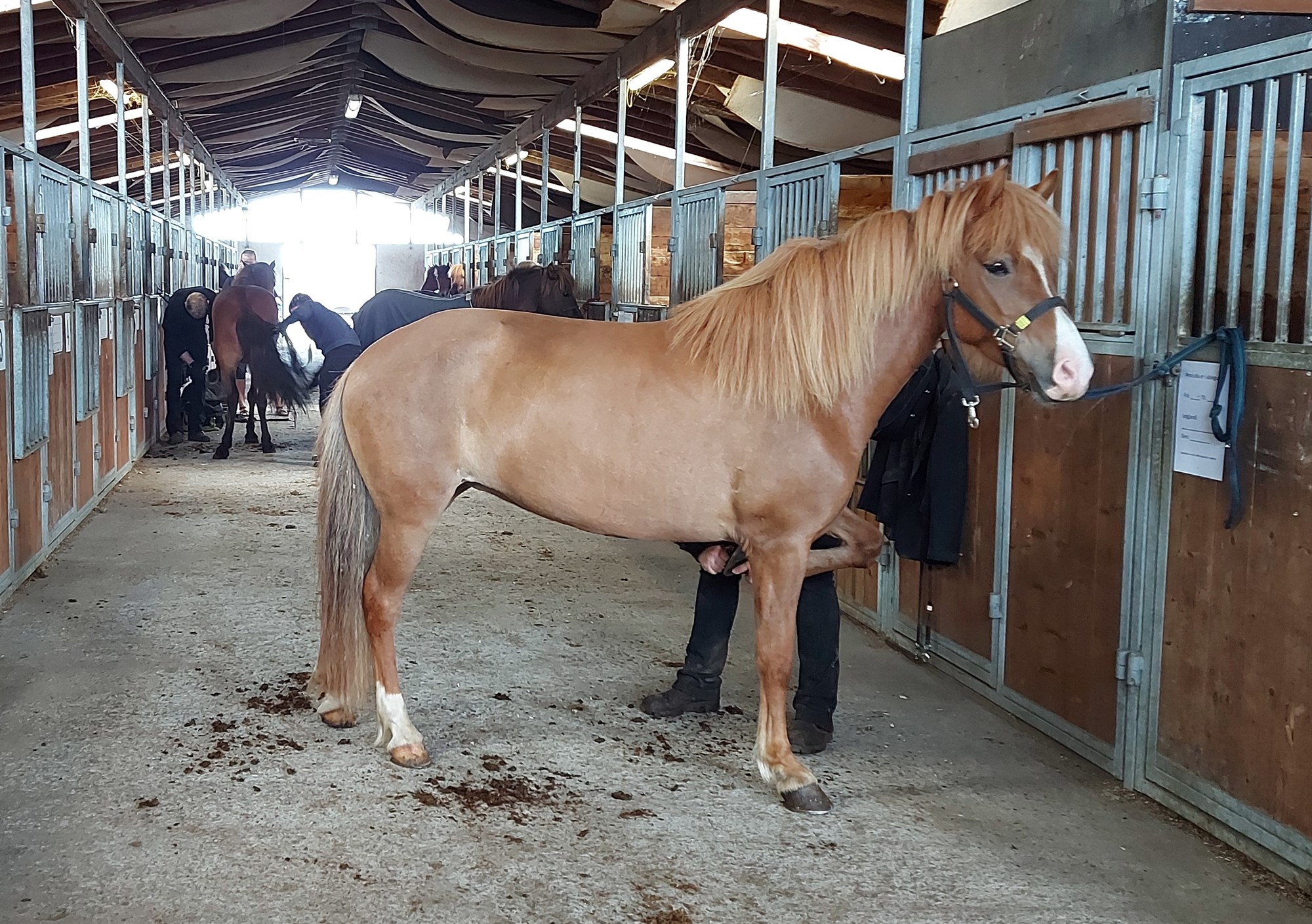 Skráningar á kynbótasýningar vorsins