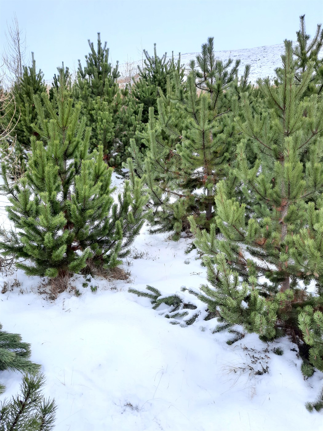 Skógarbændur og Bændasamtök Íslands