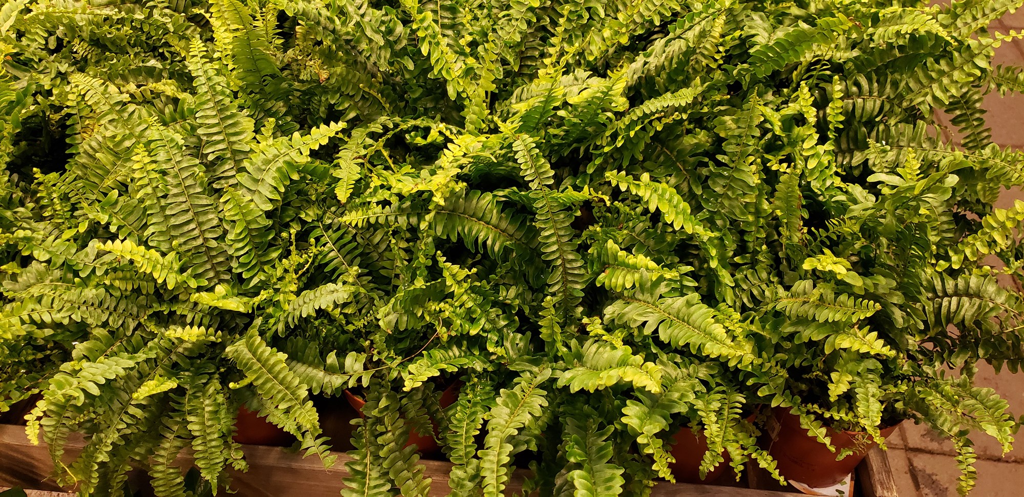 Klassík í stofunni