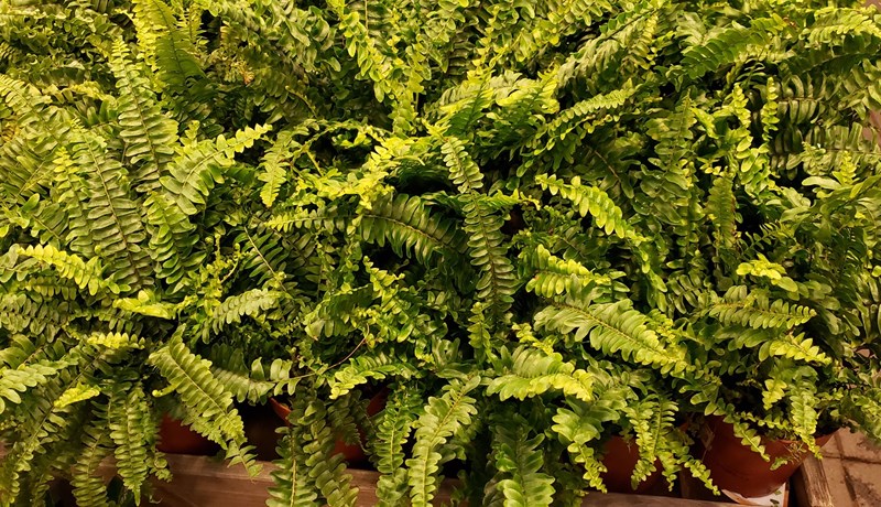 Klassík í stofunni