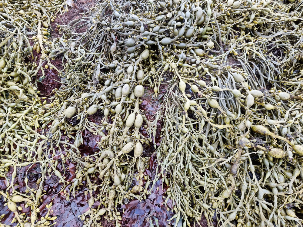 Reikult er rótlaust þangið