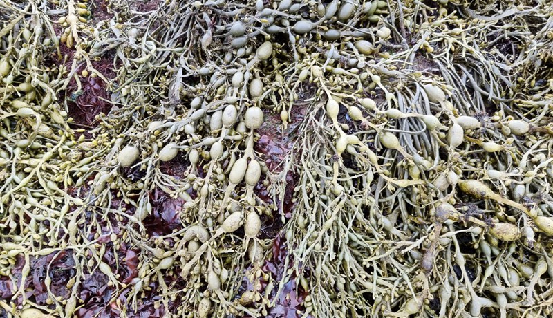 Reikult er rótlaust þangið