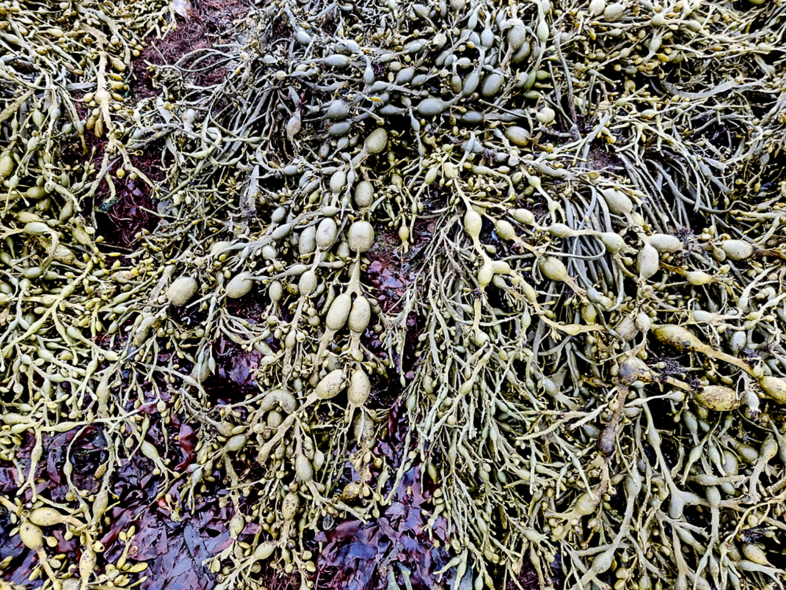 Reglur um öflun sjávargróðurs