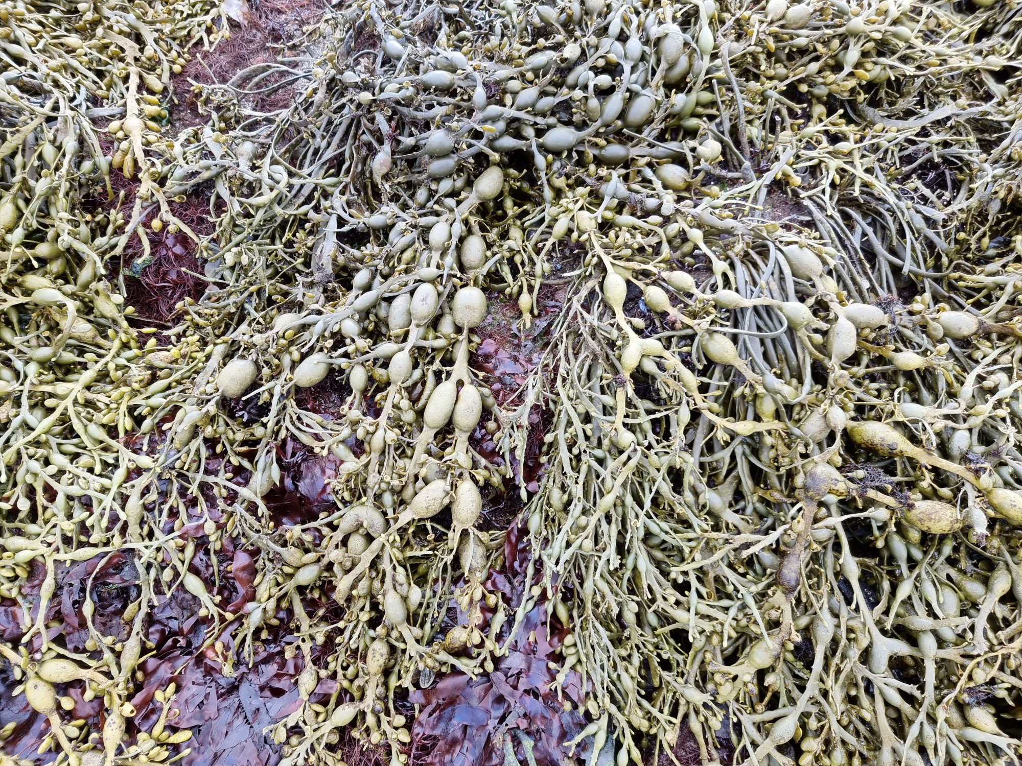 Heilsusamleg bragðefni unnin úr íslensku þangi