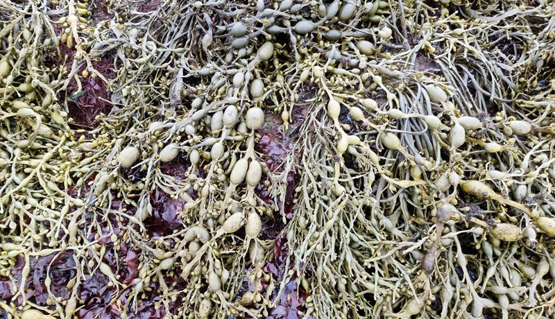 Heilsusamleg bragðefni unnin úr íslensku þangi