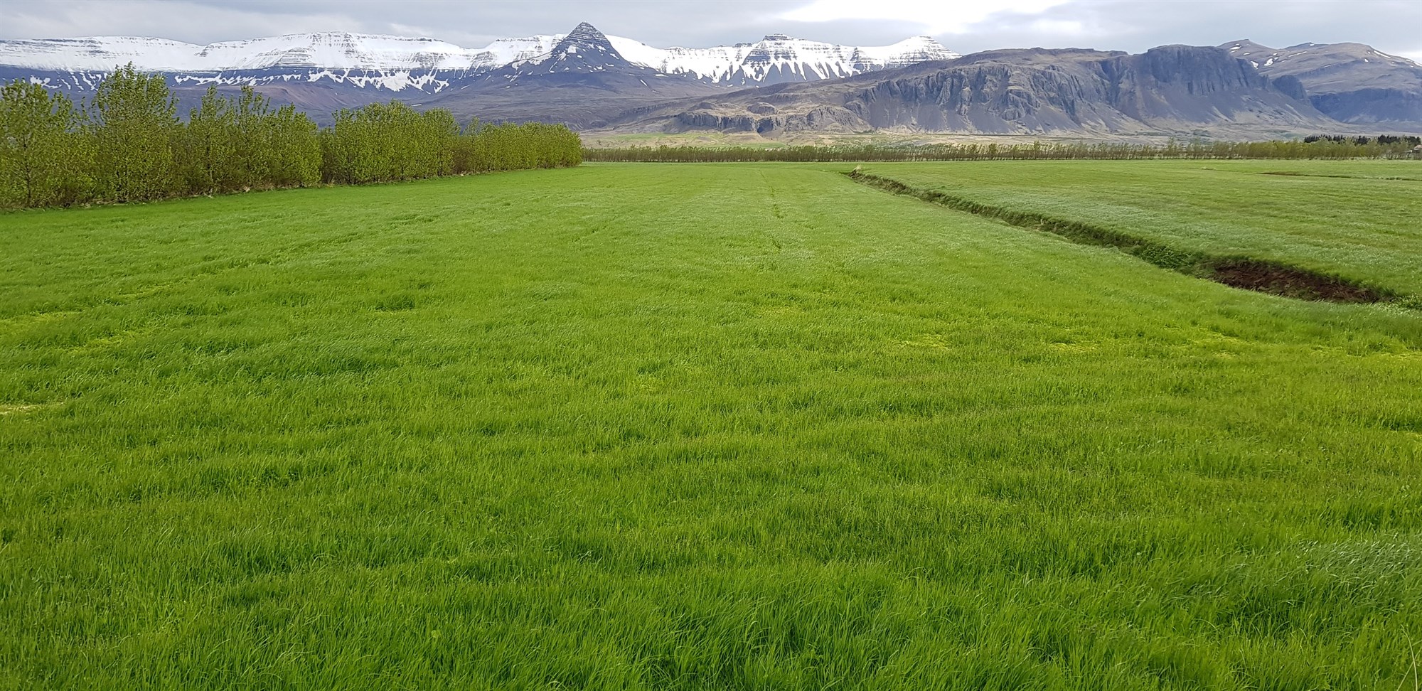 Notkun á grastegundum og yrkjum síðustu fimm ára