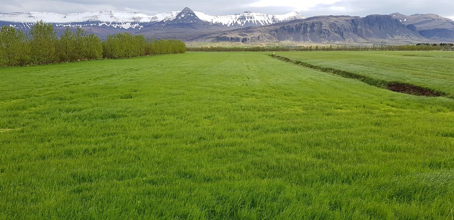 Þegar skoðaðar eru tegundir og yrki grasa sem skráð er notkun á síðustu fimm árin má sjá að vallarfoxgras hefur yfirburði yfir aðrar tegundir.