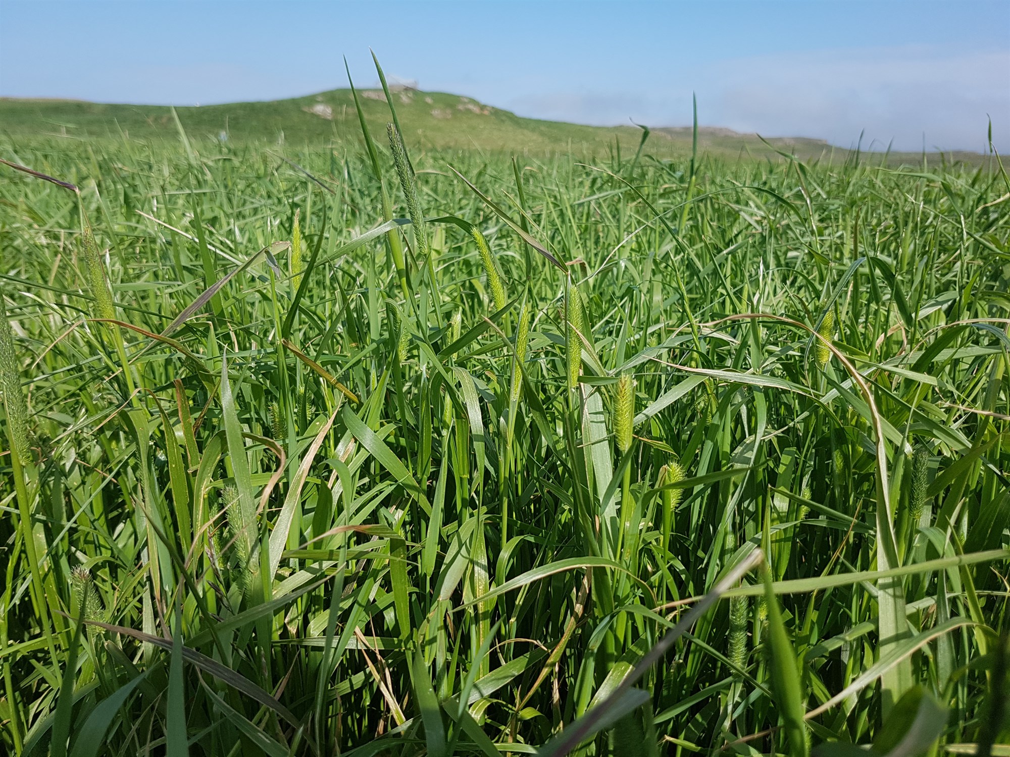 Hey frá síðasta sumri talsvert lakara en árið á undan 