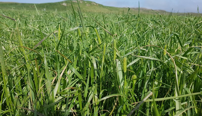 Hey frá síðasta sumri talsvert lakara en árið á undan