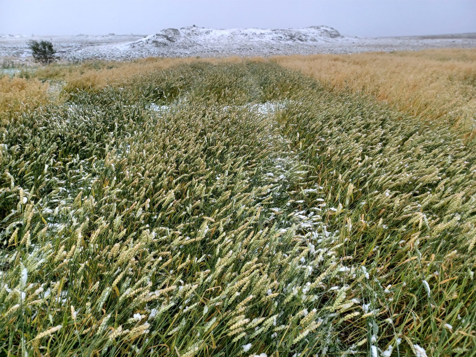 Hveitirækt og kynbætur