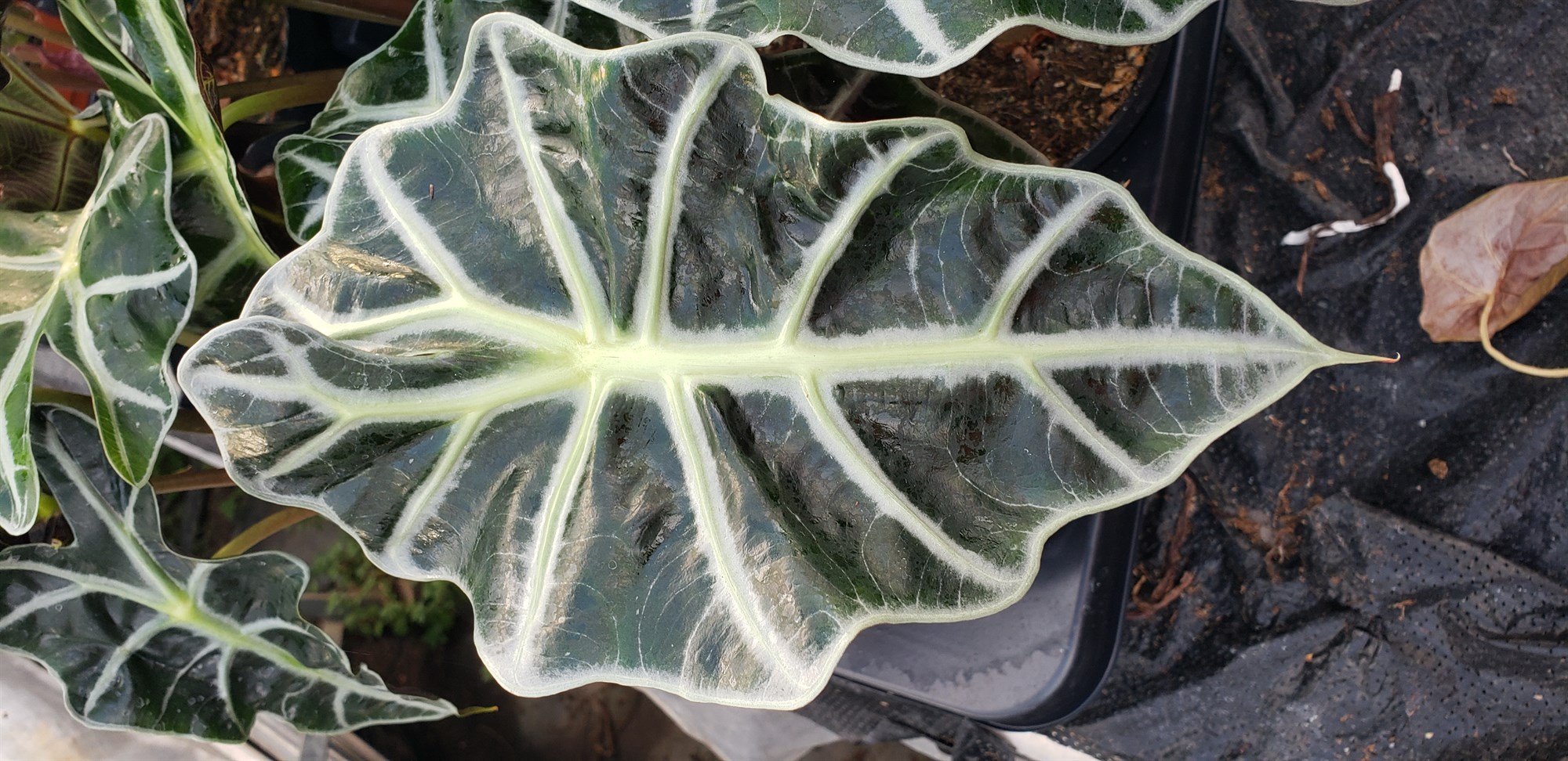 Vetrarumhirða pottaplantnanna