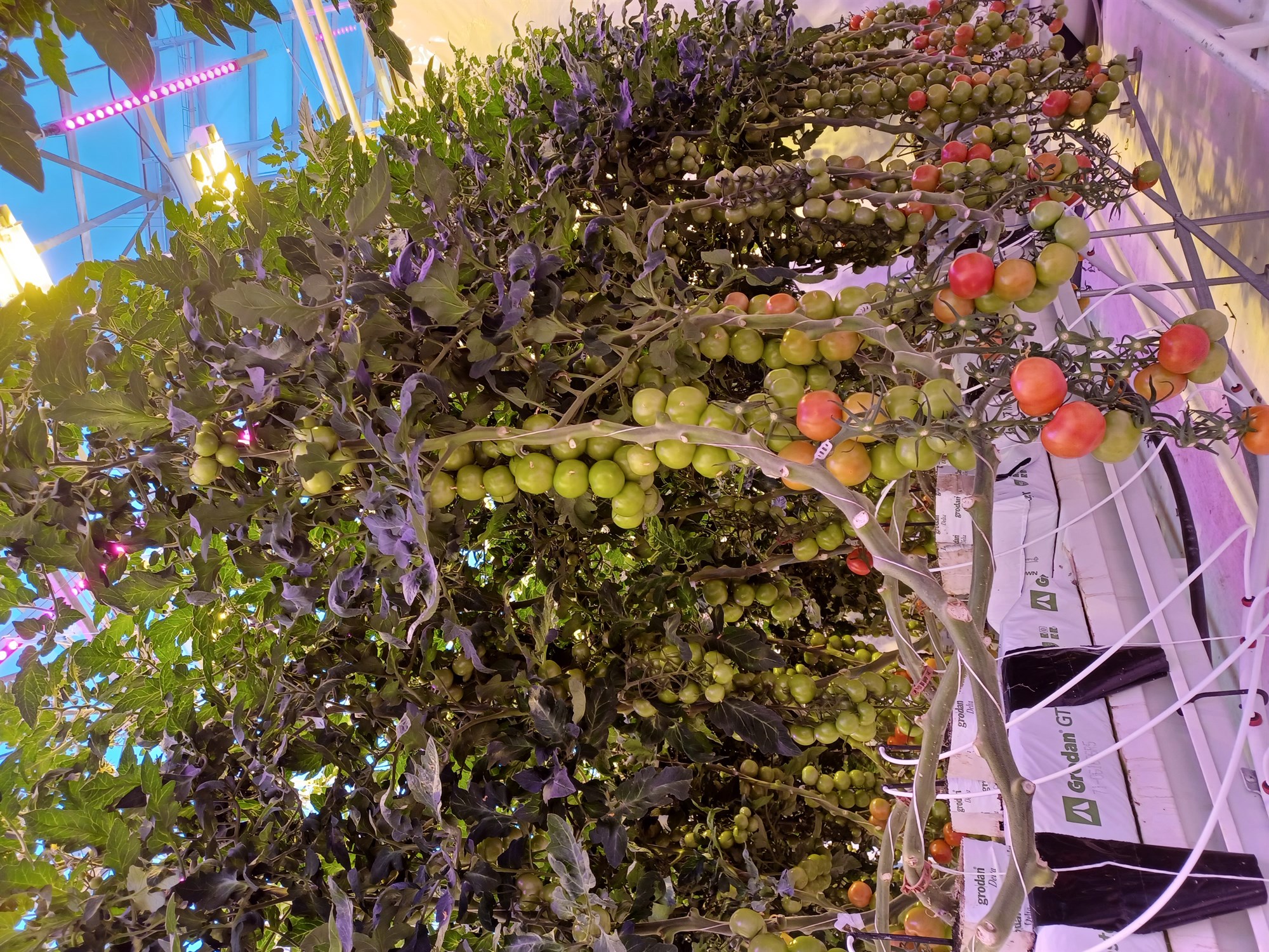 Er hægt að bæta afkomu af HPS ljósum eða mun það borga sig að fjárfesta í LEDs?