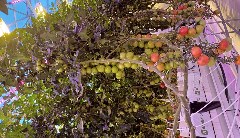 Er hægt að bæta afkomu af HPS ljósum eða mun það borga sig að fjárfesta í LEDs?