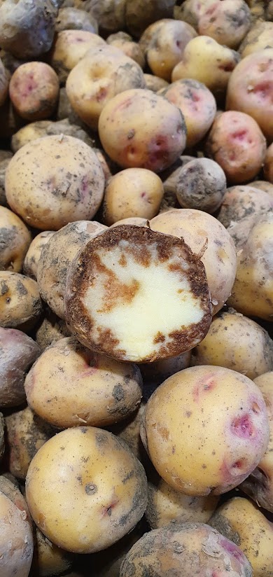 Kartöflumygla á Suðurlandi – varnaðarorð vegna útsæðis fyrir sumarið 2022