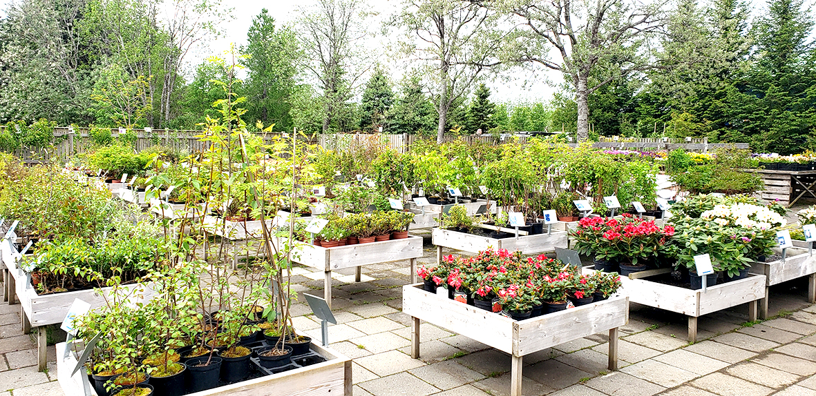 Uppfærð leitarvél íslenskra garðplantna