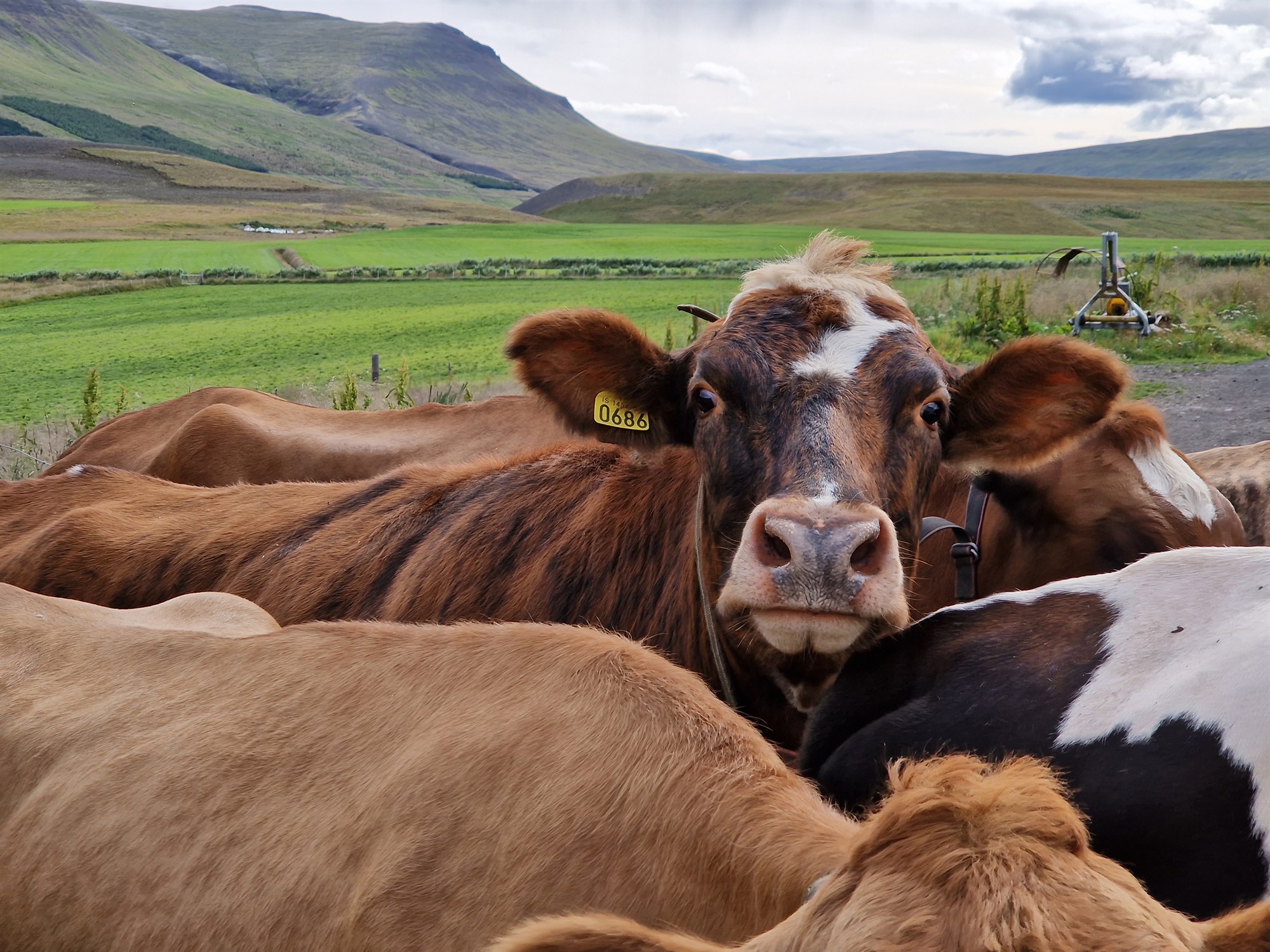 Dregur úr kaupvilja