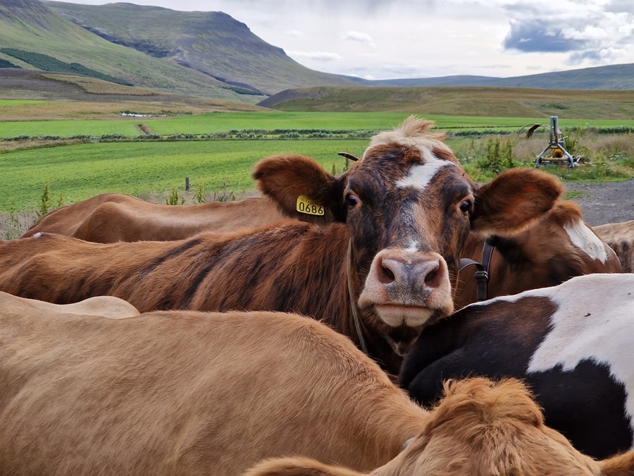 Dregur úr kaupvilja