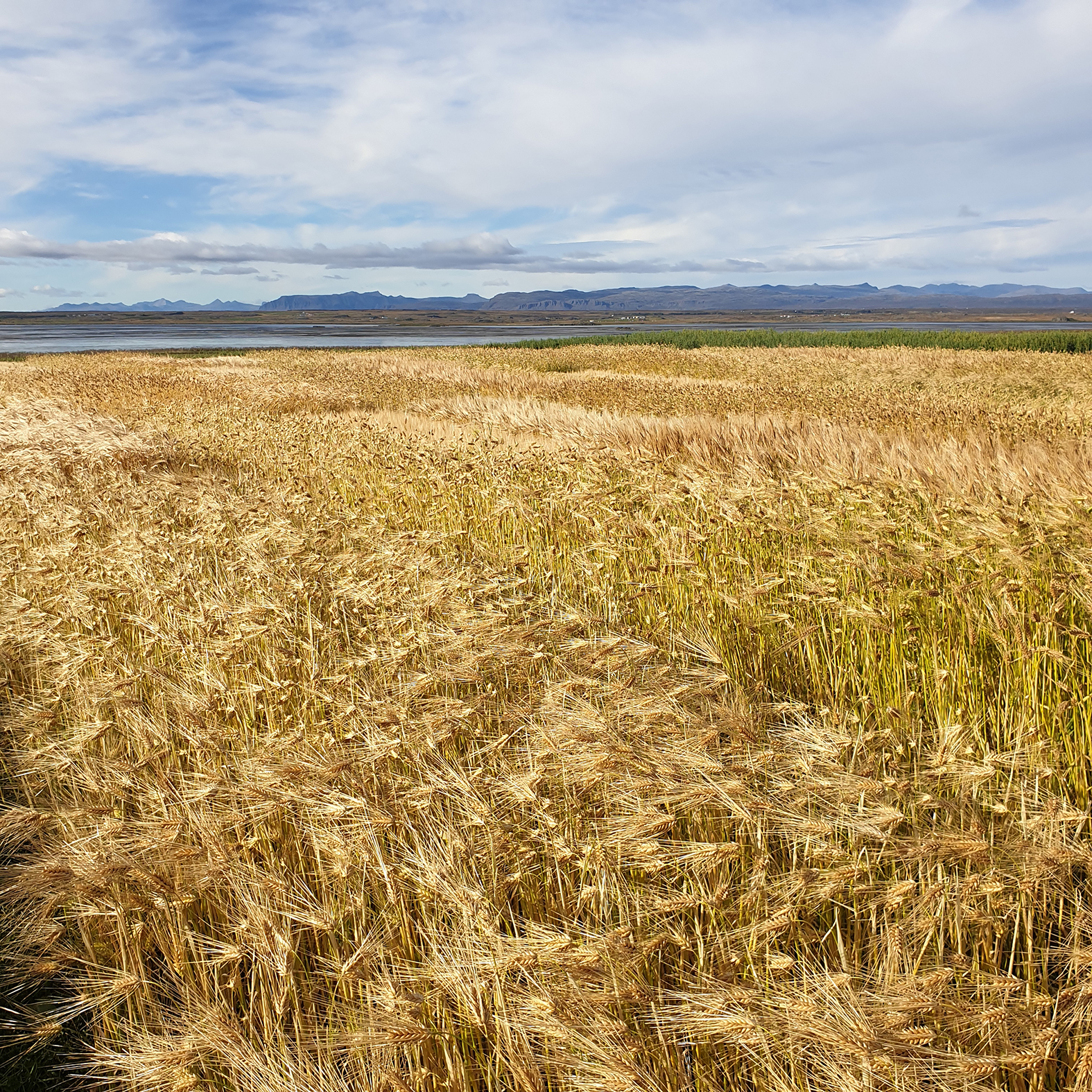 Fjárfestingastuðningur í samráðsgátt