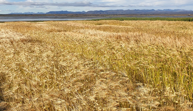 Fjárfestingastuðningur í samráðsgátt