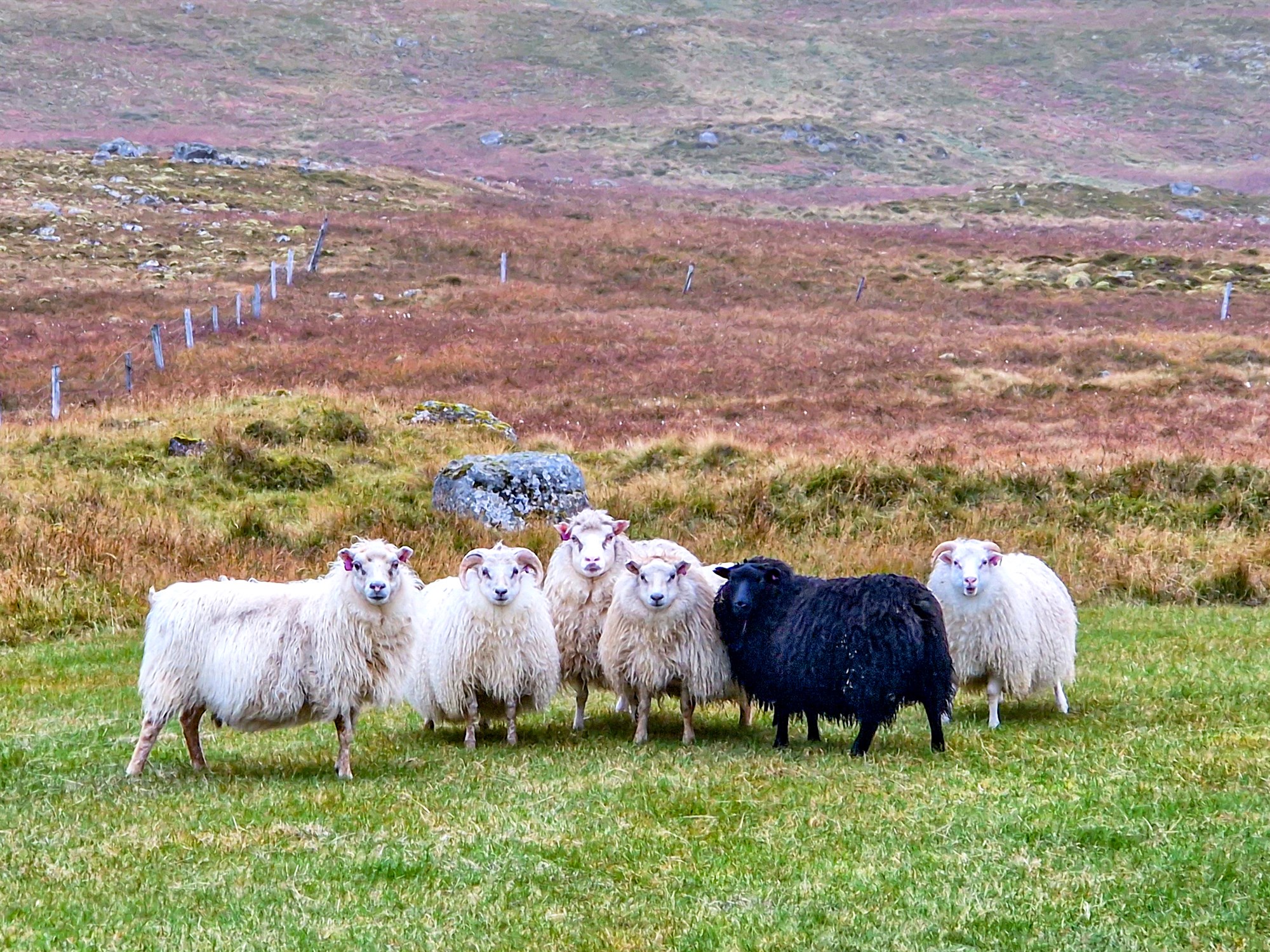 Gripir að skila sér rýrari af fjalli