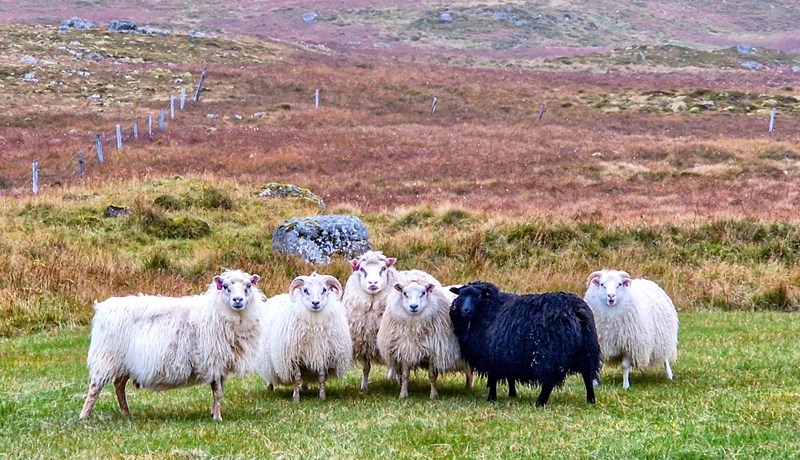 Gripir að skila sér rýrari af fjalli