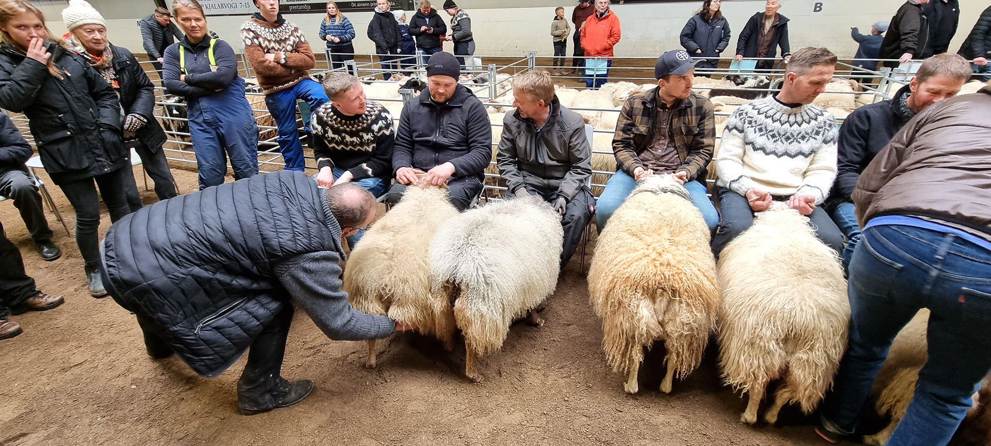 Fallegt fé á degi sauðkindarinnar