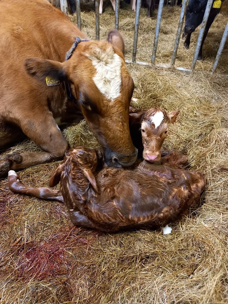 Kýrin Ræma ásamt nýbornum tvíkelfingum.