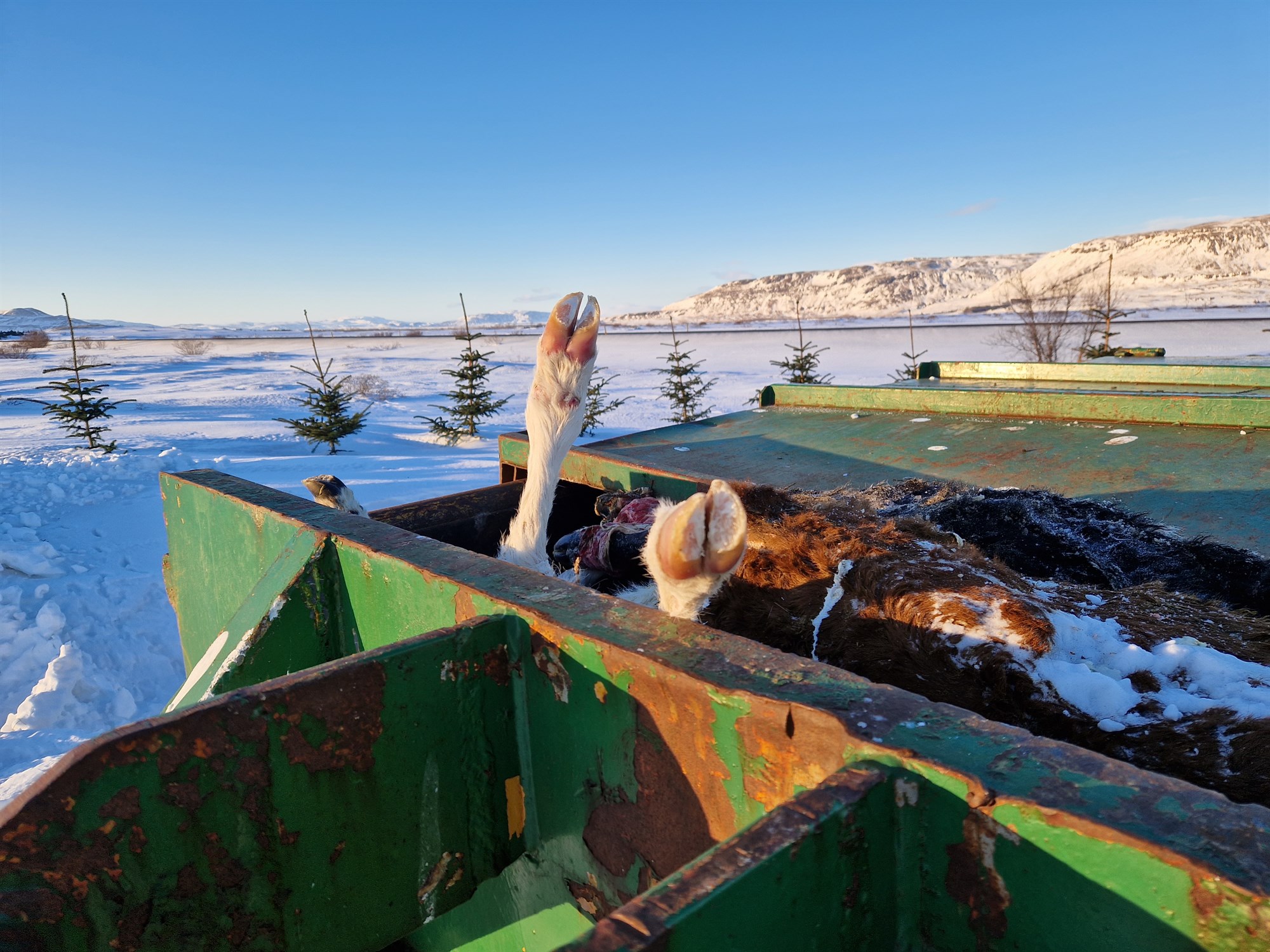Gjaldskrá fyrir söfnun og eyðingu dýraleifa