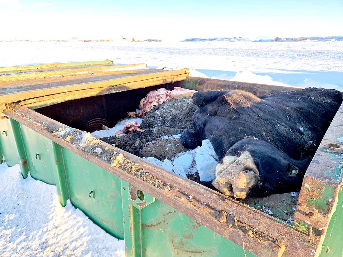 Úrgangur dýrahræja