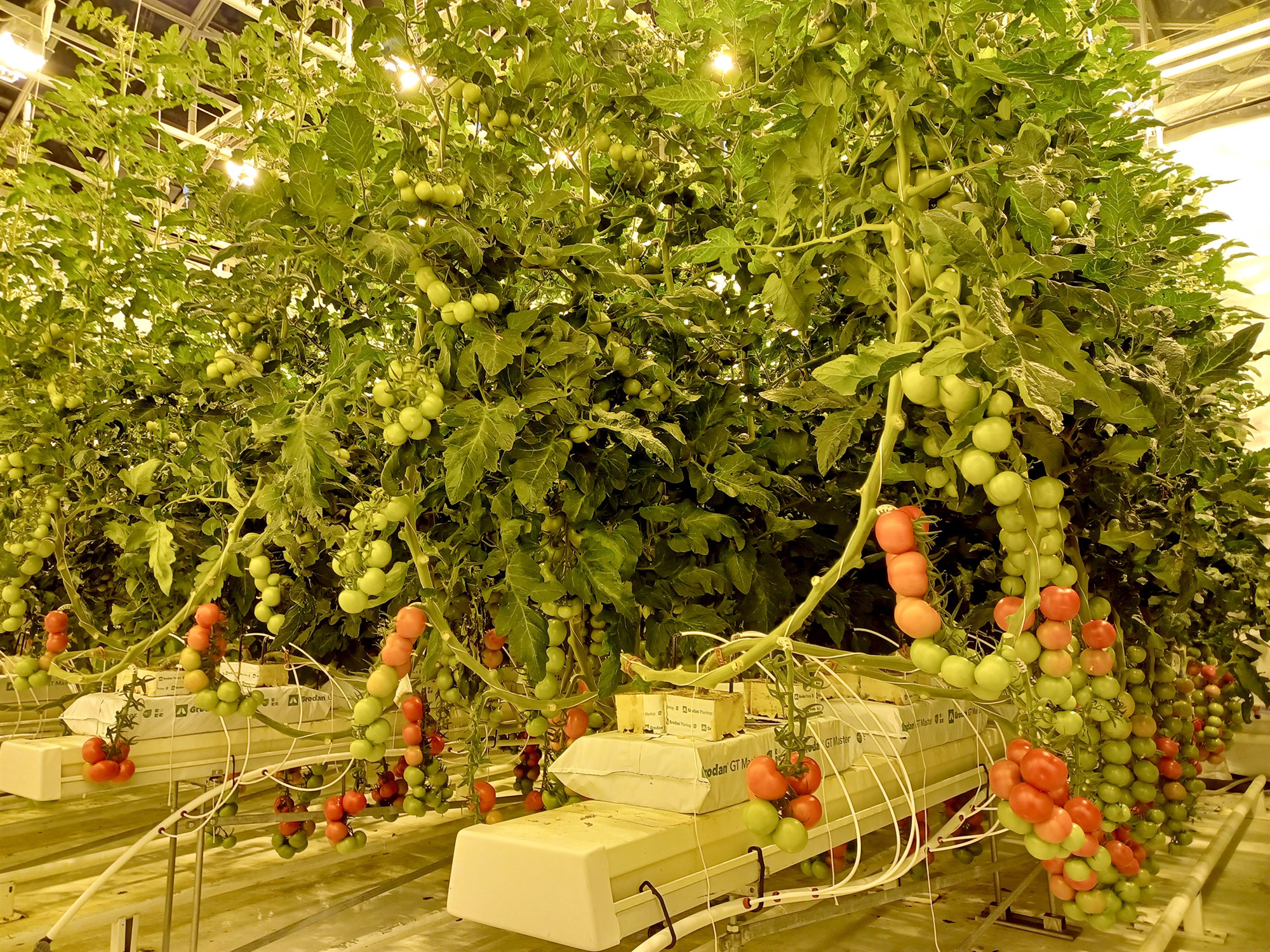 Á að nota CO2 í tómataræktun og ef svo er, hversu mikið?