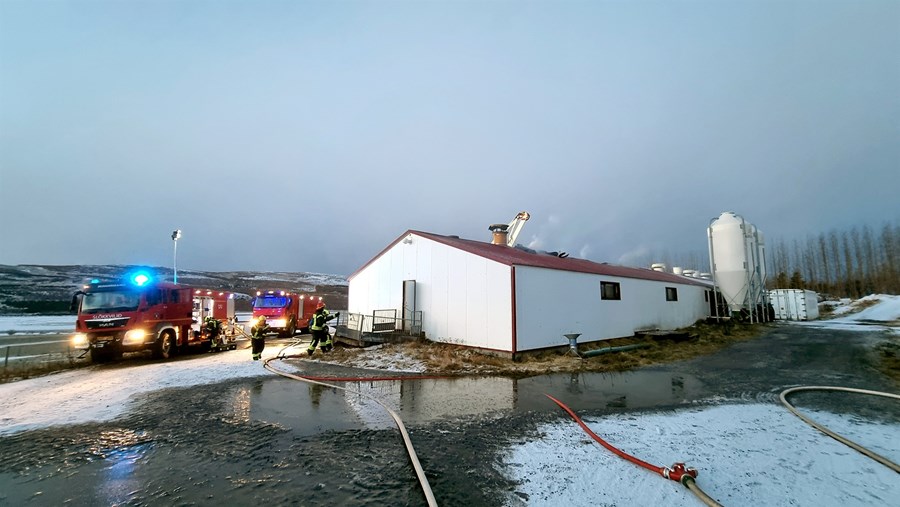 Viðbragðsaðilar telja að húsbruninn hafi átt uppruna sinn í vélbúnaði á þaki byggingarinnar. Eldveggur kom í veg fyrir að svín í öðrum hlutum hússins hlutu skaða.