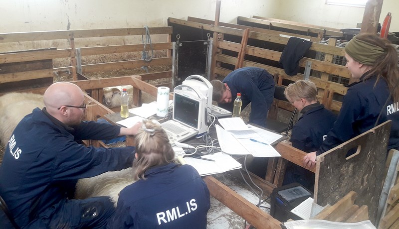 Sauðfjárdómar og forystufé