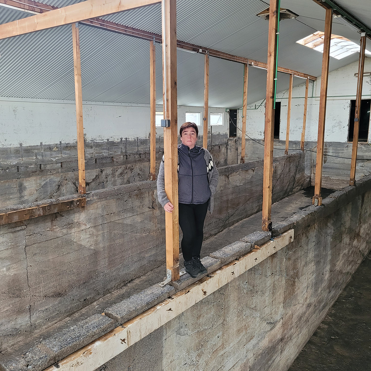 Sextán gripir með T137 drepnir í Miðfirði