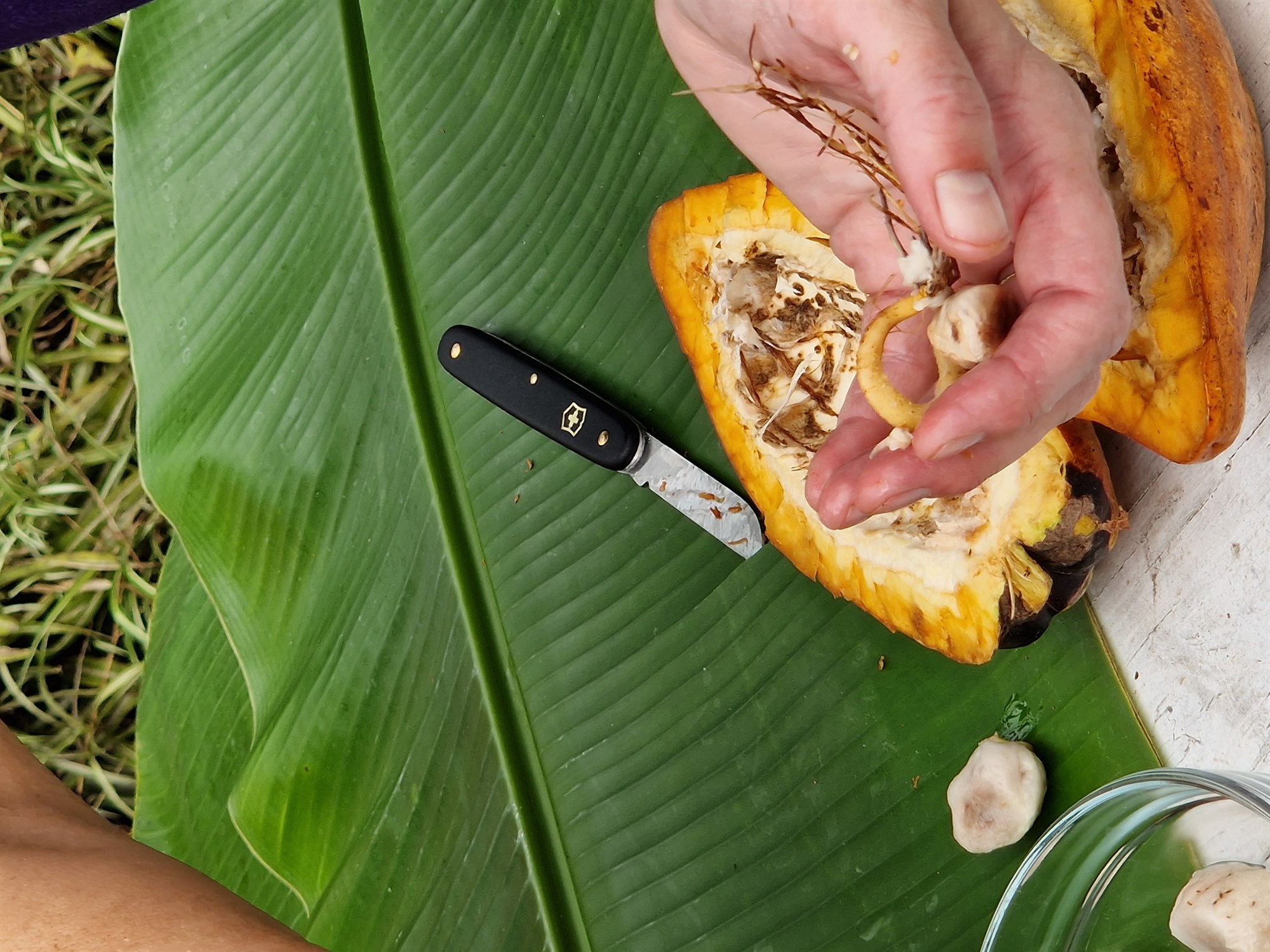 Er hægt að rækta hvað sem er í gróðurhúsum?