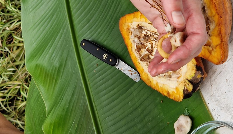 Er hægt að rækta hvað sem er í gróðurhúsum?