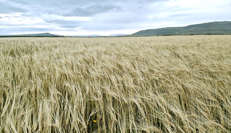 Loftslagsbreytingar hafa umtalsverð áhrif á Ísland