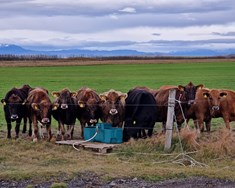 Alvarleg staða í túngrasatilraunum 